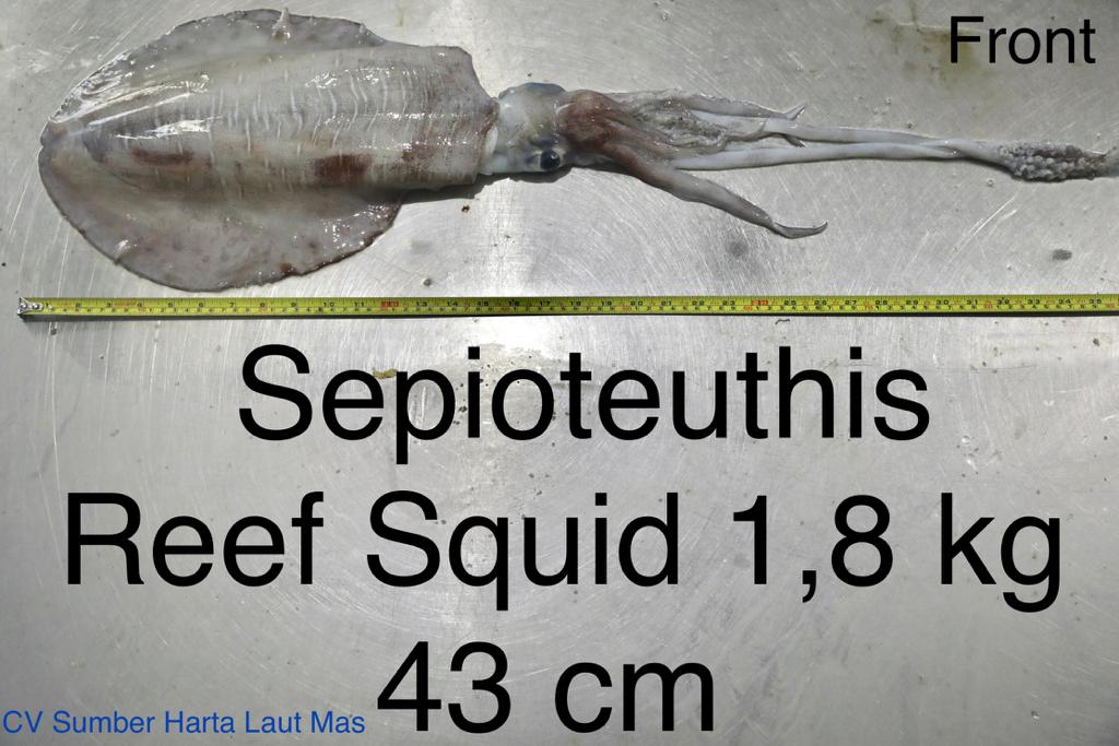 Bigfin reef squid